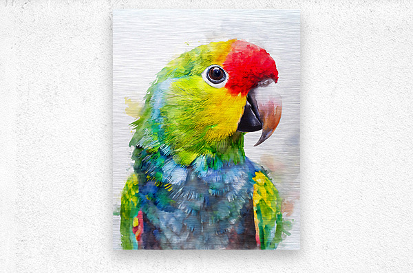 Electus Parrot Watercolor  Metal print