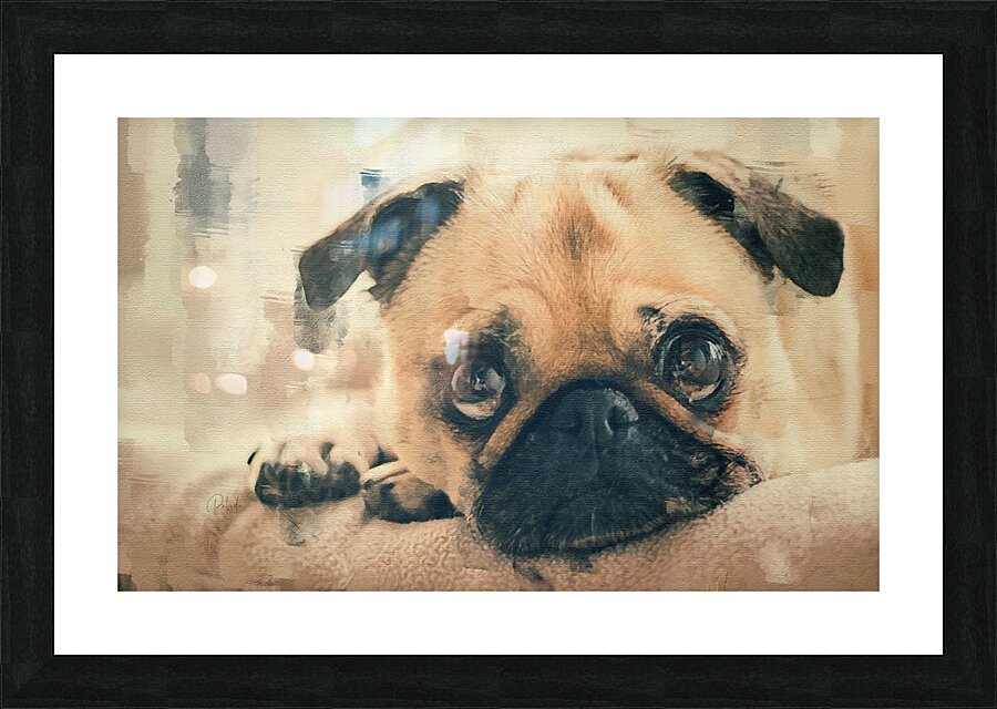 Pug Puppy Portrait Frame print