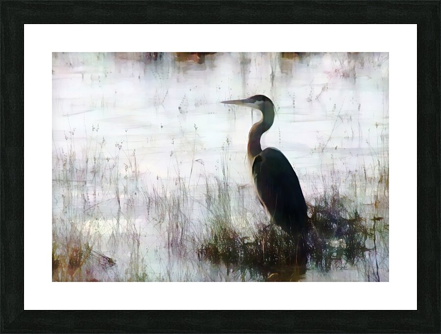 Great Blue Heron In The Shallows Picture Frame print