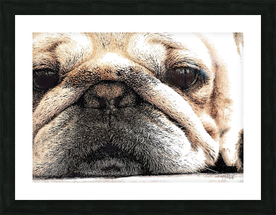 Fig The Miniature French Bulldog Picture Frame print