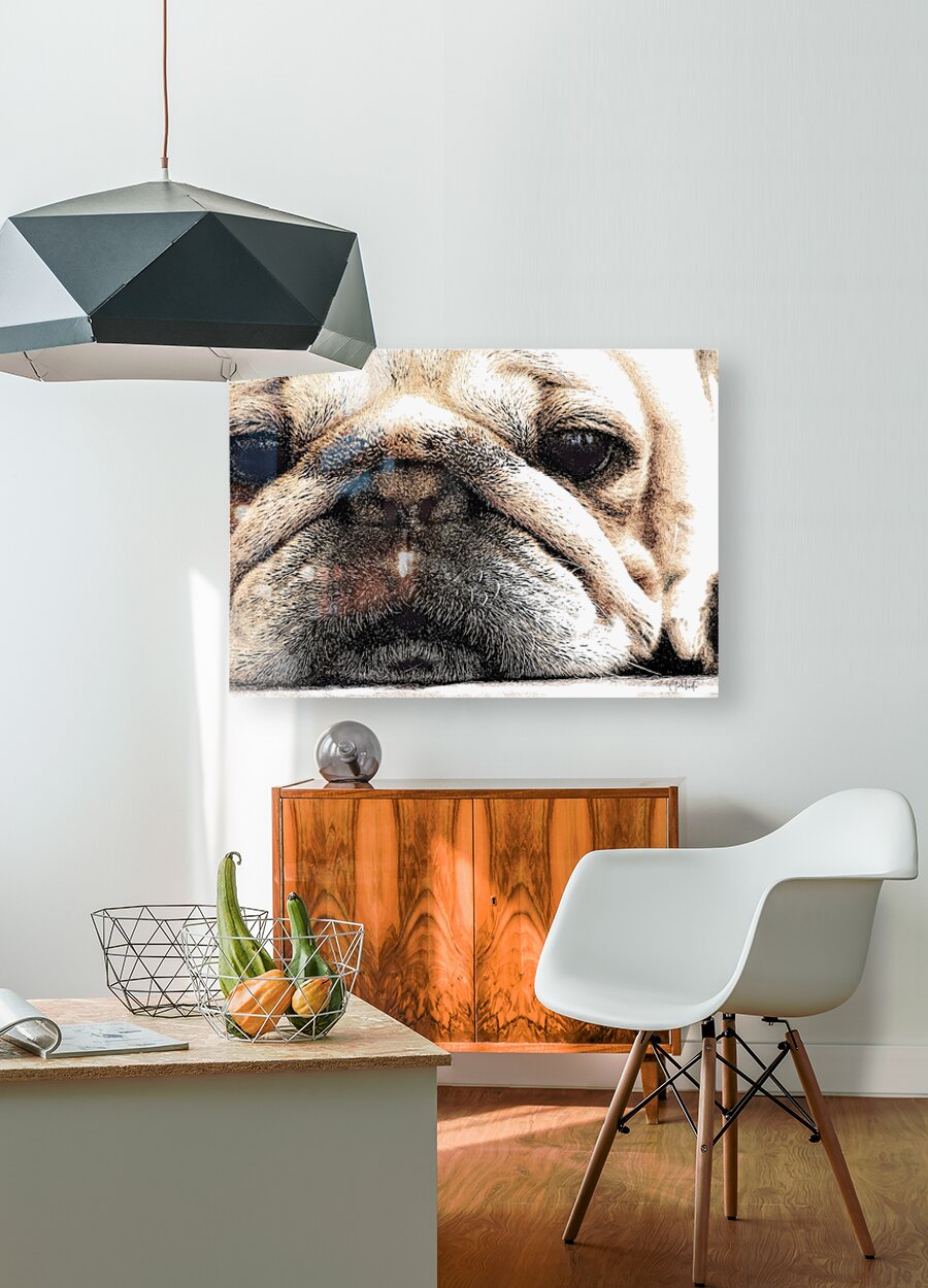Fig The Miniature French Bulldog  HD Metal print with Floating Frame on Back